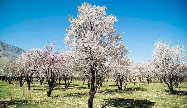 عکس شکوفه بادام بهاری