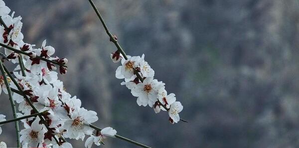 عکس شکوفه بادام بهاری