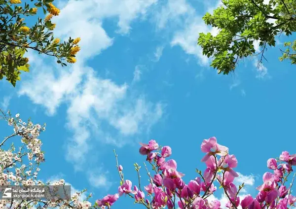 عکس شکوفه بادام بهاری