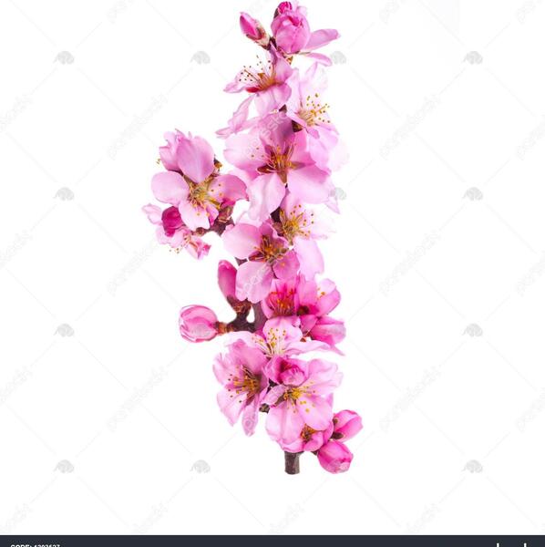 عکس شکوفه درخت بادام