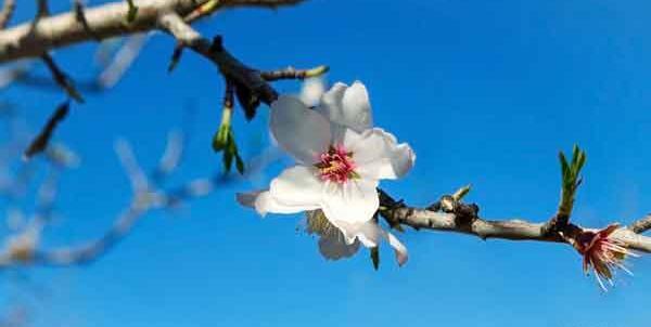 عکس شکوفه درخت بادام
