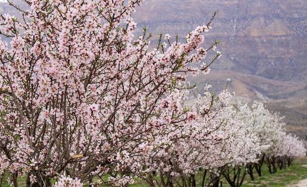 عکس شکوفه درخت بادام