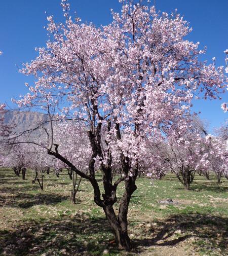 عکس شکوفه ی بادام