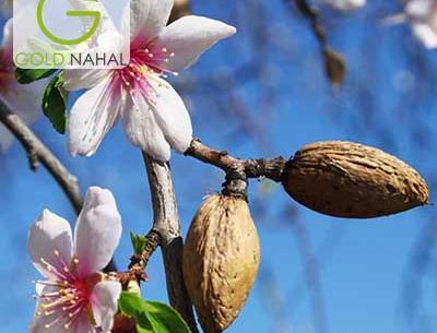 عکس شکوفه ی بادام