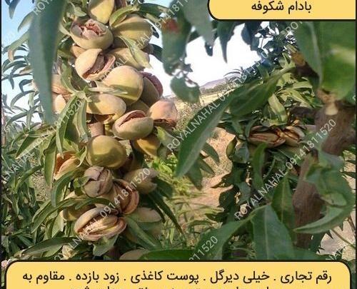 عکس شکوفه ی بادام
