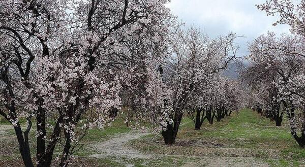 عکس شکوفه ی بادام