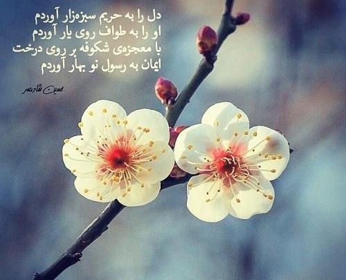عکس درخت شکوفه برای پروفایل