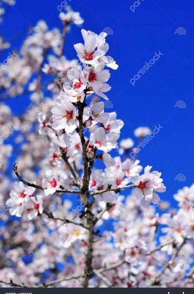 عکس درخت شکوفه برای پروفایل