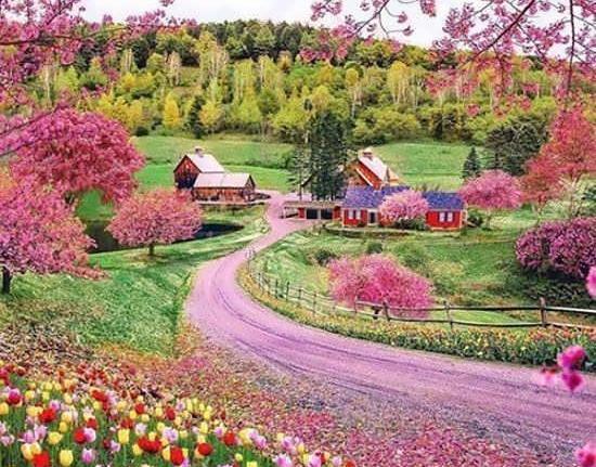 عکس درخت شکوفه برای پروفایل