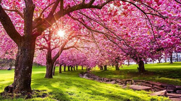 عکس درخت شکوفه برای پروفایل