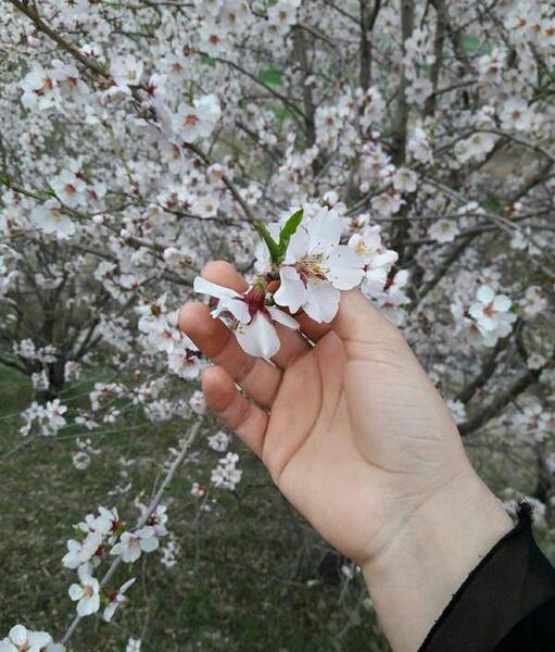 عکس درخت شکوفه برای پروفایل