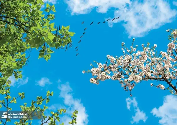 عکس درخت شکوفه برای پروفایل