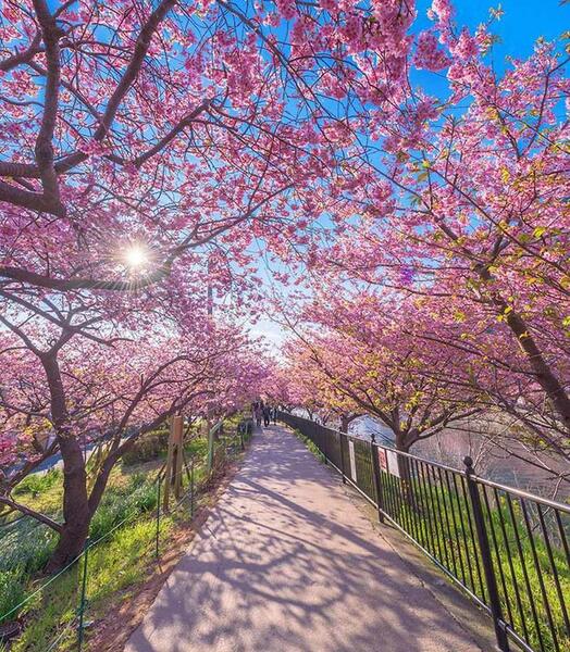 عکس شکوفه های گیلاس در ژاپن