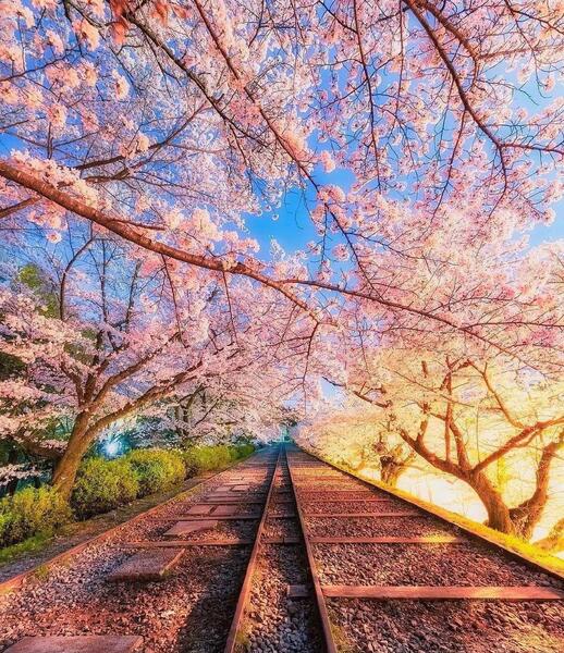 عکس شکوفه های گیلاس در ژاپن