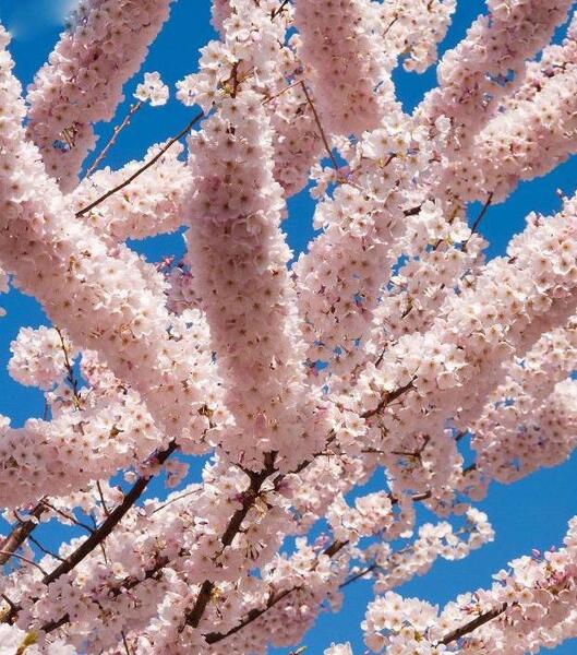 عکس شکوفه های گیلاس در ژاپن