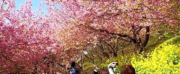 عکس شکوفه های گیلاس در ژاپن