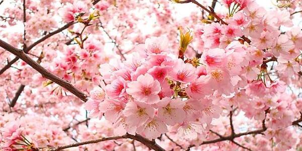 عکس شکوفه های گیلاس در ژاپن
