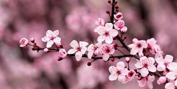 عکس شکوفه های گیلاس کره