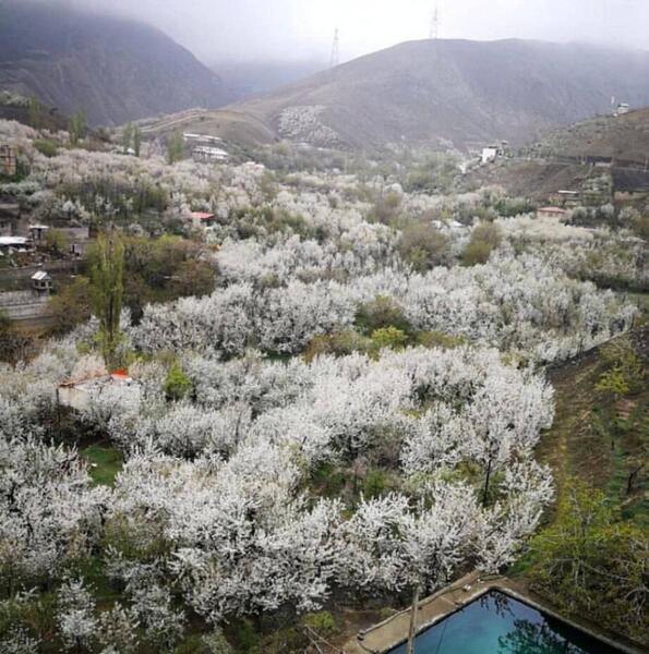 عکس شکوفه های گیلاس ایران
