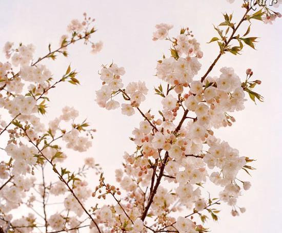 عکس شکوفه های گیلاس ایران