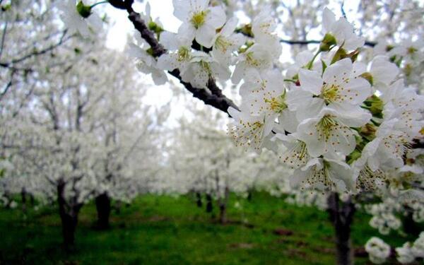 عکس شکوفه های گیلاس ایران