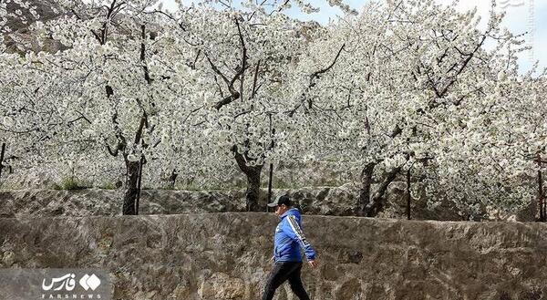 عکس شکوفه های گیلاس ایران
