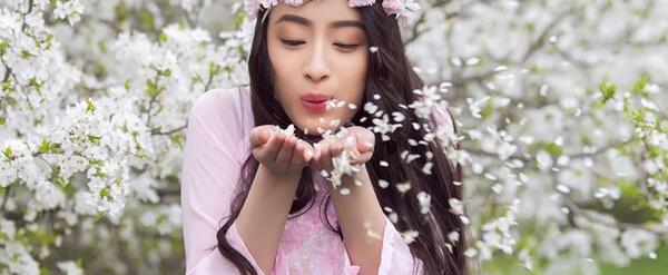عکس شکوفه های گیلاس ایران