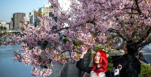 عکس شکوفه های گیلاس ایران