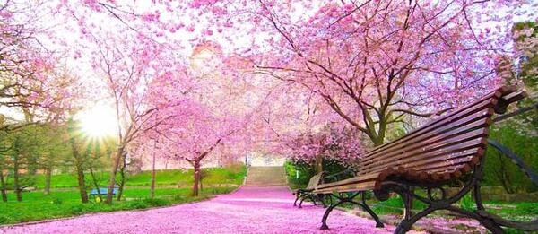 عکس شکوفه های گیلاس ایران
