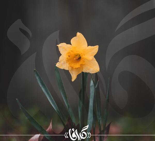 عکس شکوفه گل نرگس