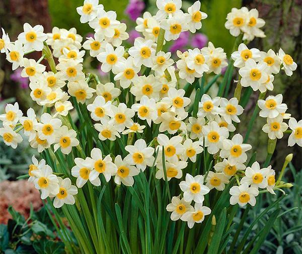 عکس شکوفه گل نرگس