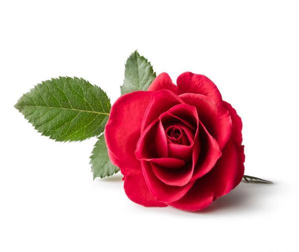عکس شکوفه گل رز