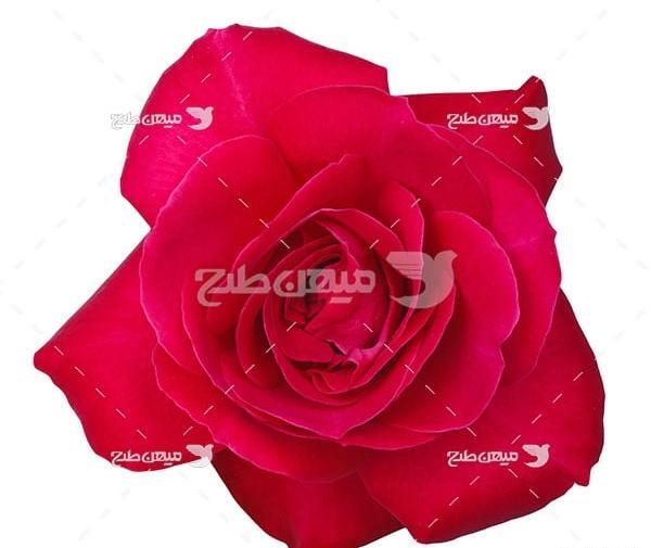 عکس شکوفه گل رز