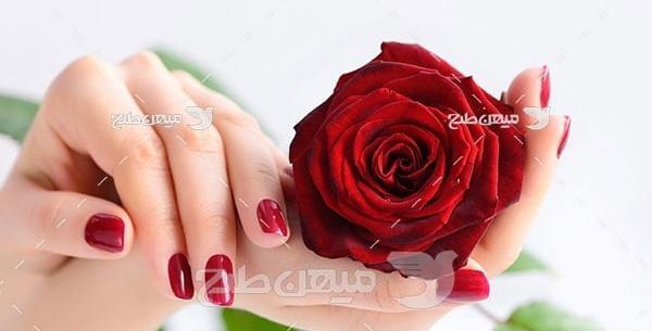 عکس شکوفه گل رز