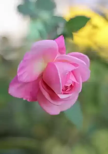 عکس شکوفه گل رز