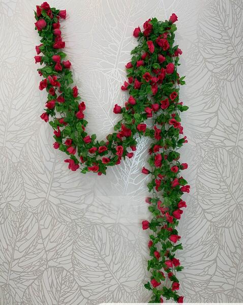 عکس شکوفه گل رز