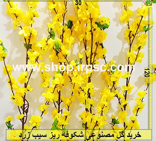 عکس گل شکوفه ریز