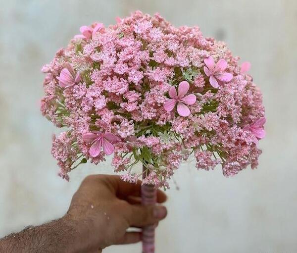 عکس گل شکوفه ریز