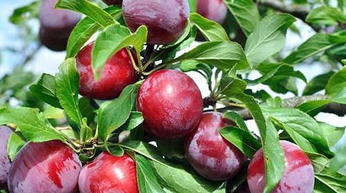 عکس شکوفه درخت آلو