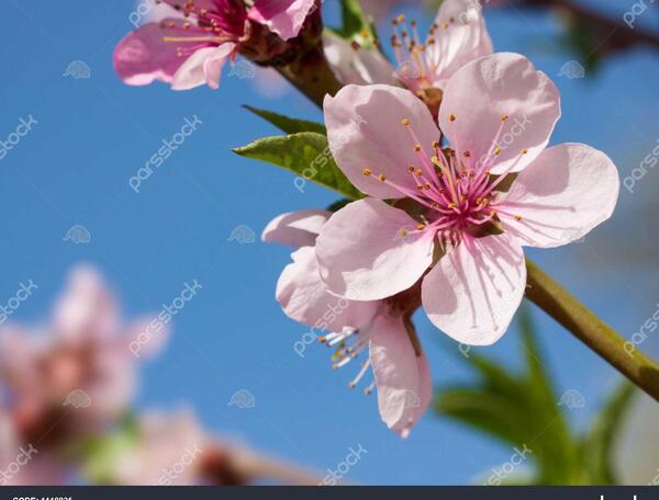 عکس شکوفه درخت آلو
