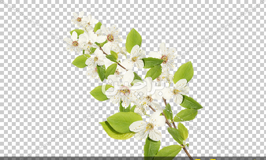 عکس شکوفه درخت گلابی