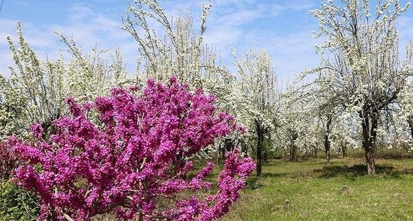 عکس شکوفه درخت گلابی