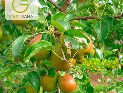 عکس شکوفه درخت گلابی