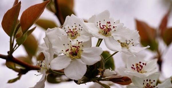عکس شکوفه درخت گلابی