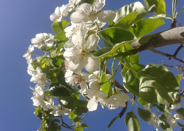 عکس شکوفه درخت گلابی