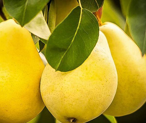 عکس شکوفه درخت گلابی
