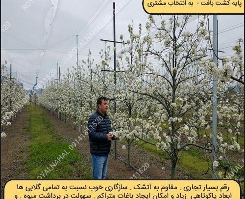 عکس شکوفه درخت گلابی