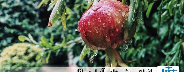 عکس شکوفه درخت انار