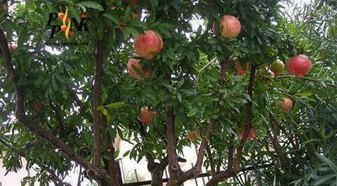 عکس شکوفه درخت انار