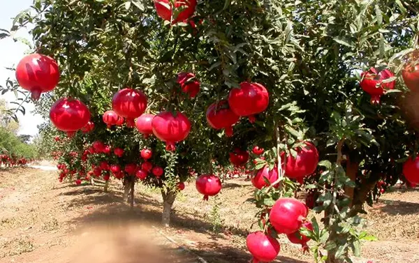عکس شکوفه درخت انار